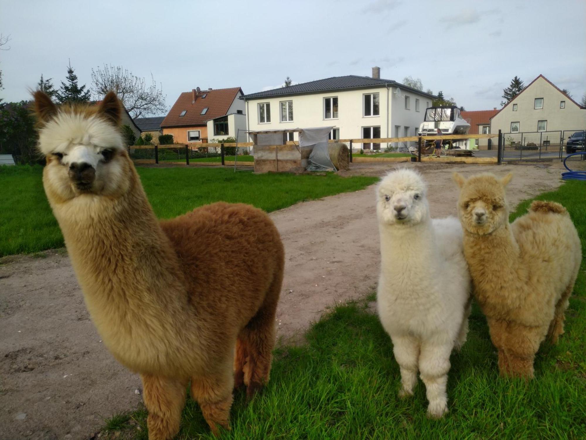 Ferienwohnung Beetzseeheide Ketzür Buitenkant foto